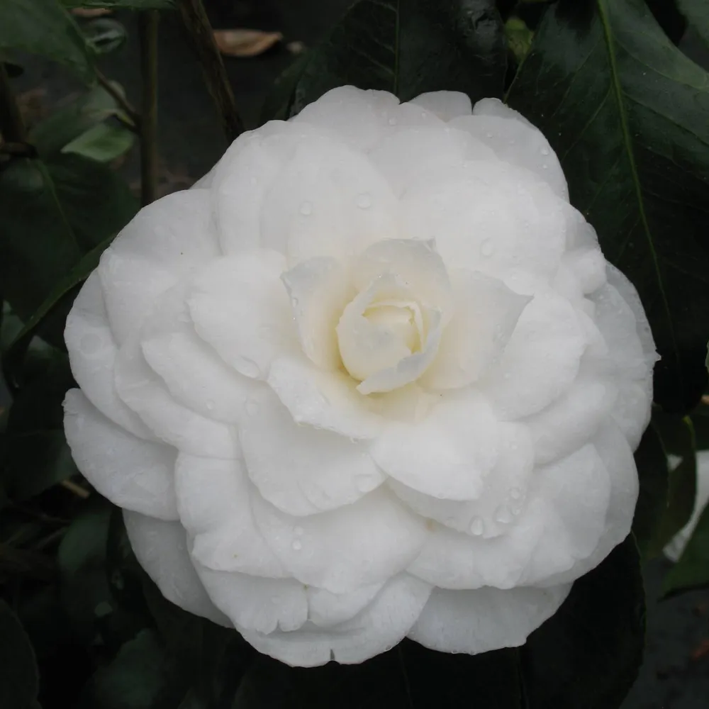 Camellia 'Nuccio's Gem' : 7.5 Litres (blanc pur)